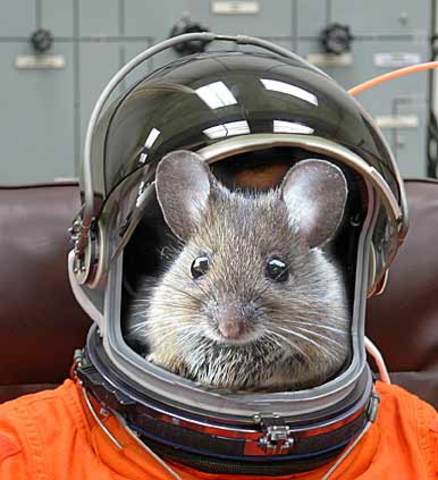 Mouse was sent into Space