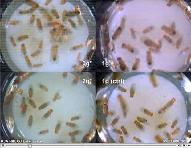 The First Animal in Space