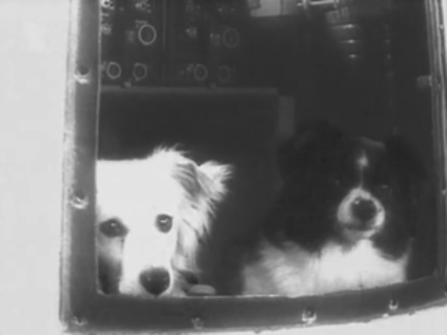 Two Dogs Carried into Space