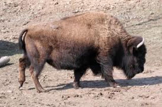 A bull bison