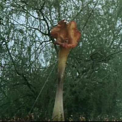Timeline: The Day of the Triffids