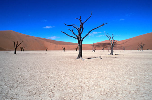 The Children Escape the Vlei