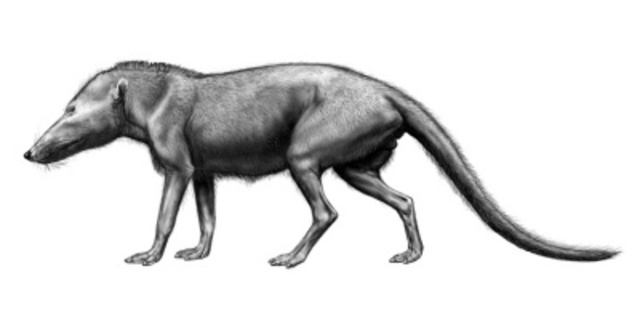 Pakicetus (55 mya)