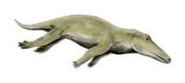 Ambulocetus (50 mya)