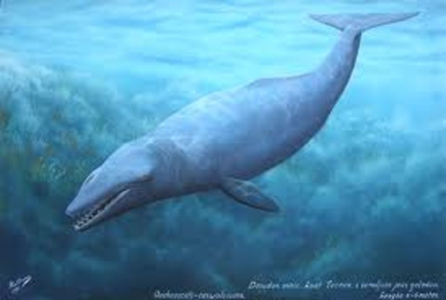 Takracetus (45 Mya)