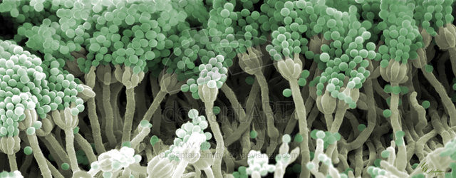 First Antibiotic Developed