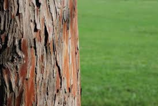 Plants to the Rescue!