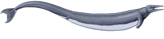 36 mya- Basilosauraus dies out