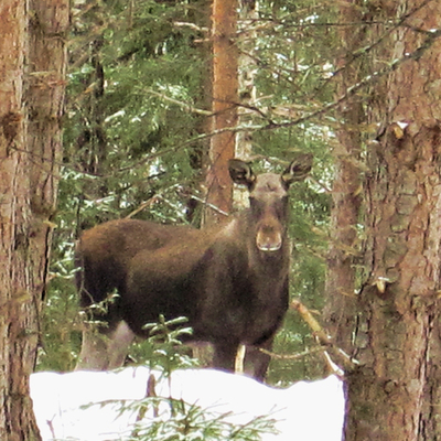 Timeline: Elgpåkjørsler Hedmark