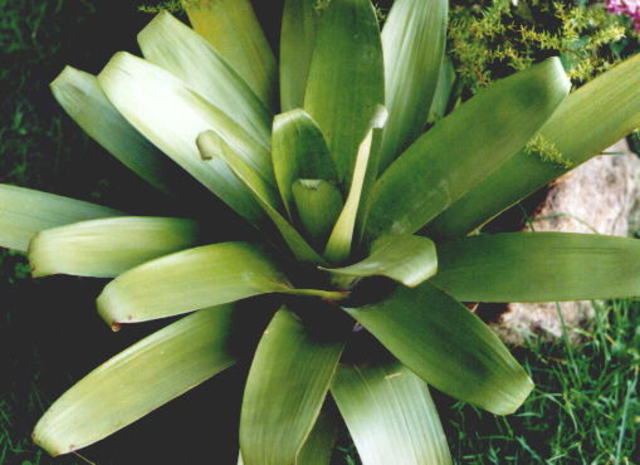 Descobertas Cientificas referentes as Bromeliaceas
