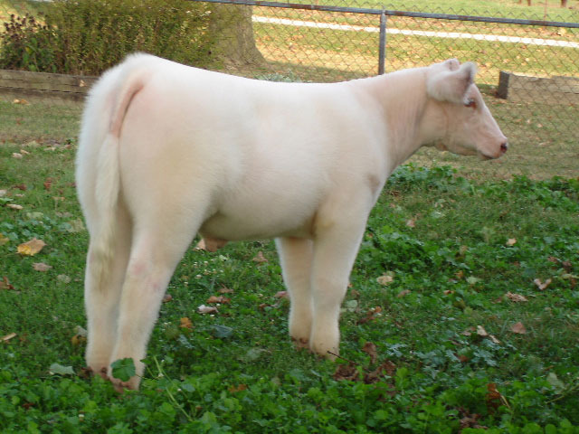Grand Champion Steer