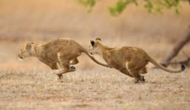 Shasta and Bree meet Aravis, Hwin and the Lions