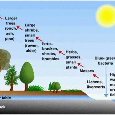 Timeline: Ecological Succesion by Amos Van Pelt