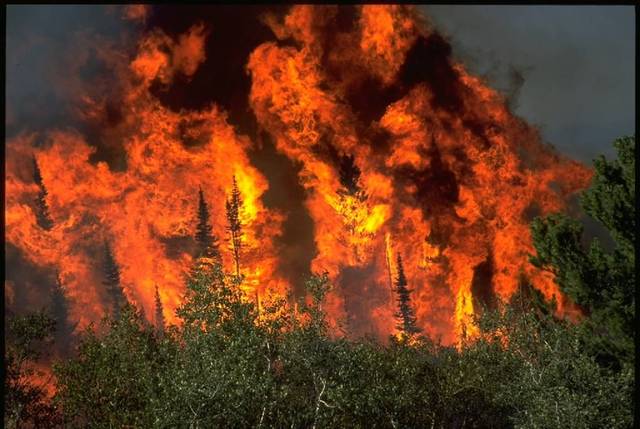 Natural Disaster: WildFire