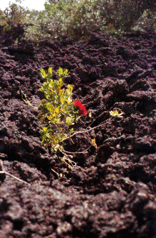 Pioneer Organisms arrive