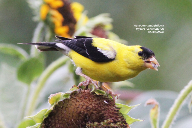 Other plants come in