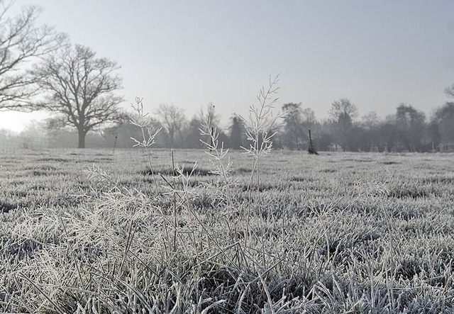 The Year Without Summer