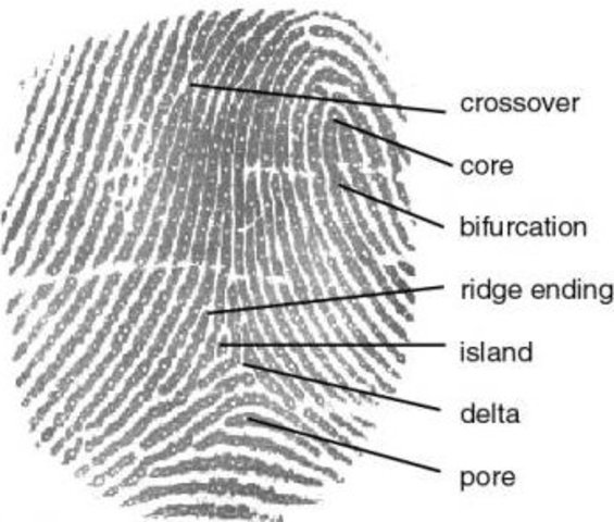 Finger Printing
