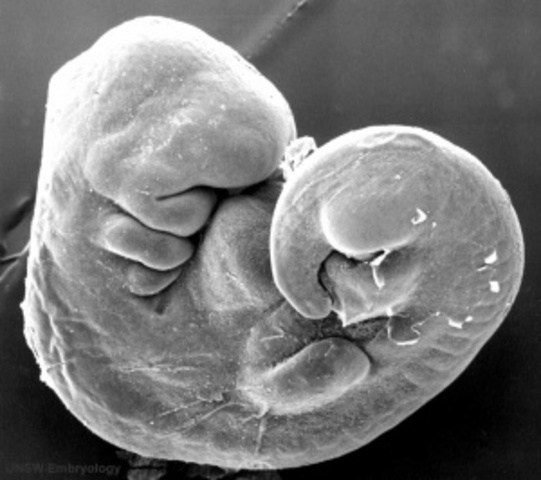 Embryonic Stage