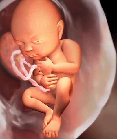 Fetal Stage