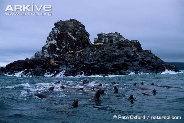 Visiting Sea lions