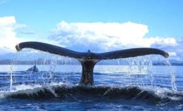 Leaving for the Lonely cruise