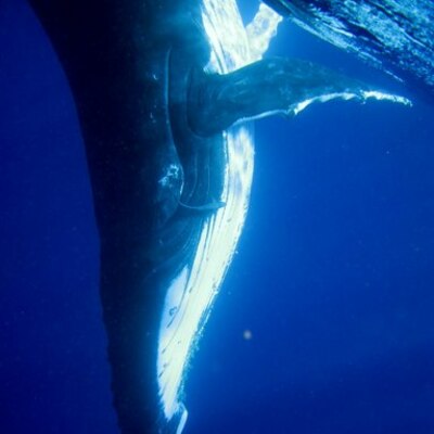 Timeline: Whale Song