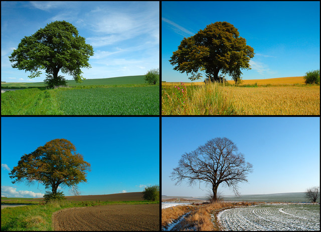The four seasons