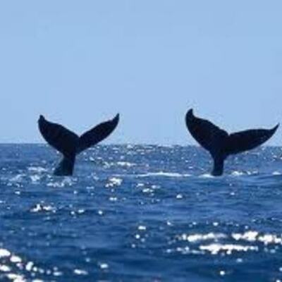Timeline: My Journey by Ted the Humpback Whale