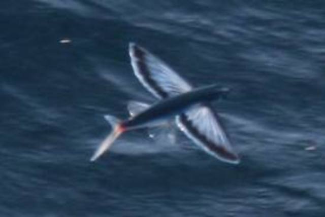 Flying fish