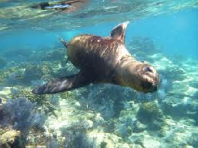 Hruna's Dad to the Rescue