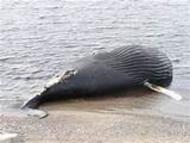 Trading with the Tillamooks