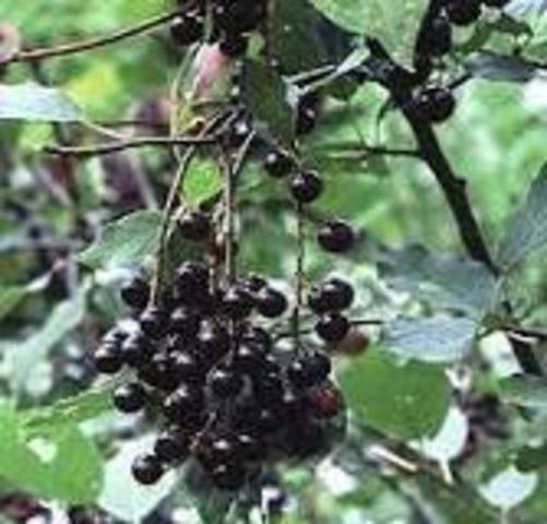 Lewis cured with chokecherry