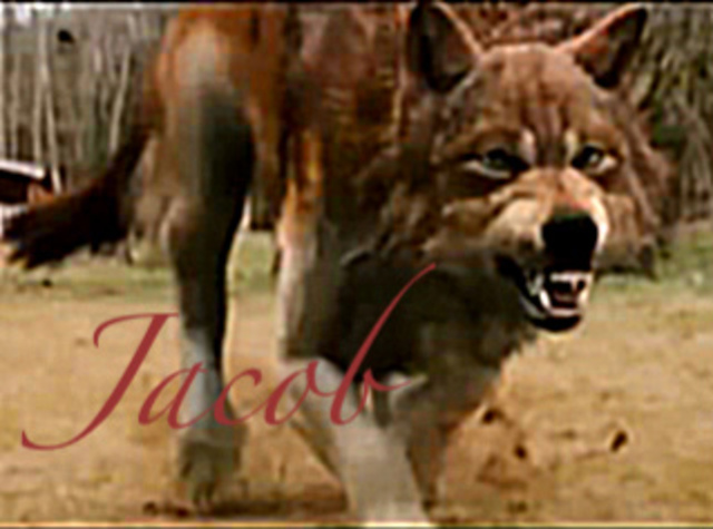 Bella finds out Jacobs a werewolf.