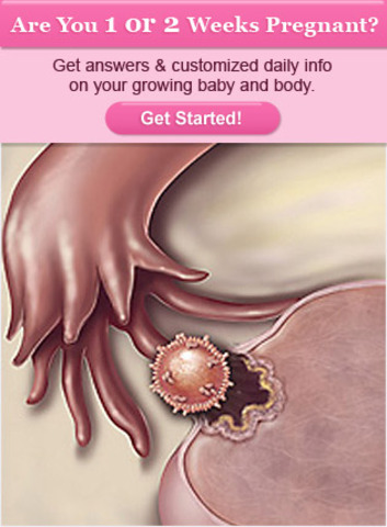 First Weeks of Pregnancy (1 & 2)