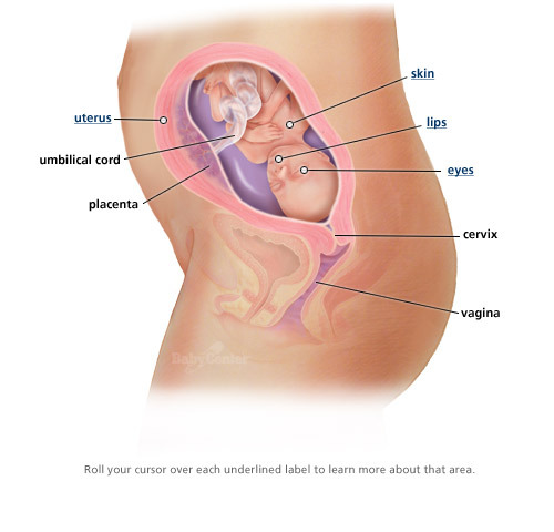 22 Weeks of Pregnancy