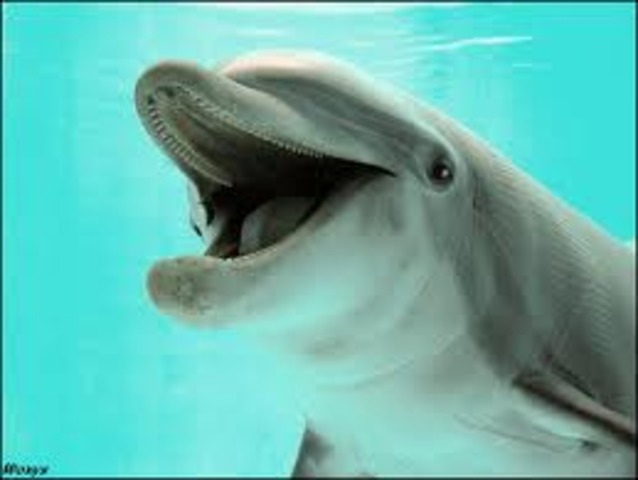 The dolphins