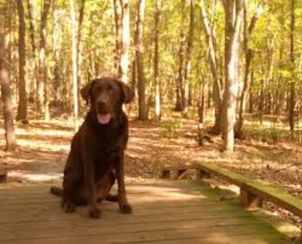 Average Temperatures