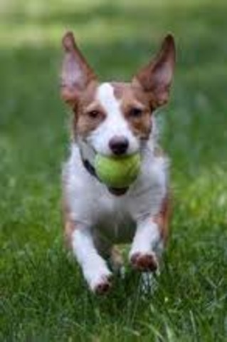 Average Temperatures