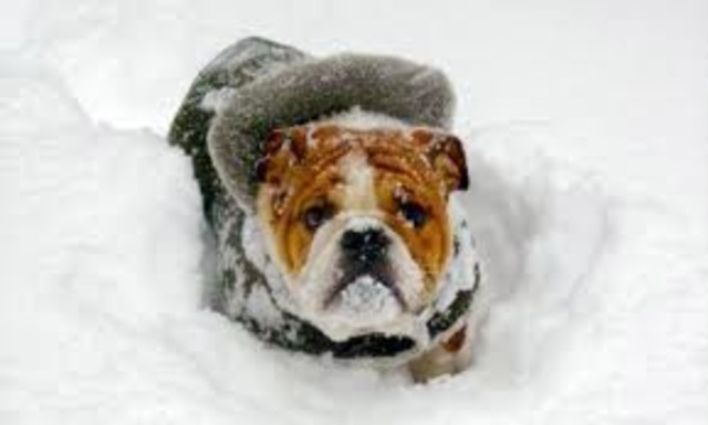 1.5 Degrees Below Average