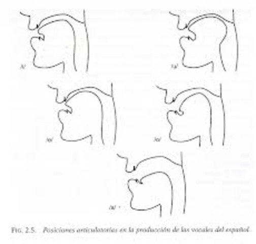 Variaciones foneticas