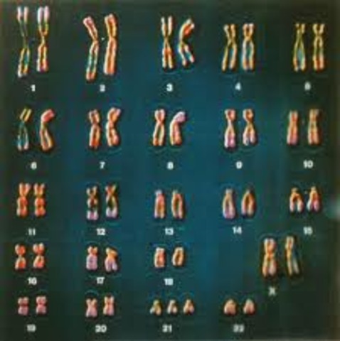 Cromosomes