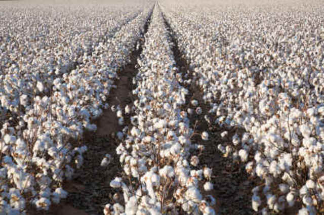 Cotton farming irrigation policies