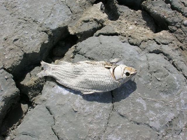 Fish Dead