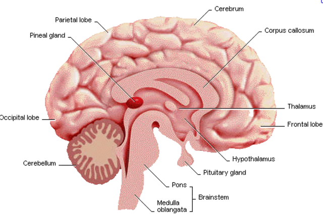 Hermann von Helmholts