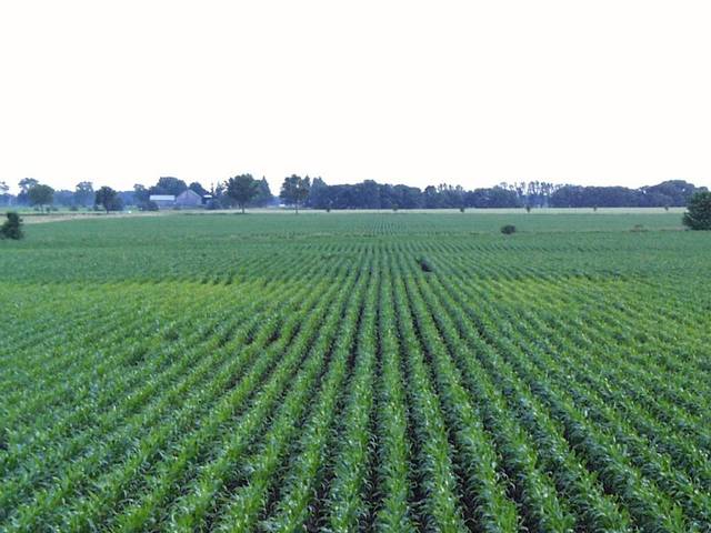 Anthony's Plantation Growing