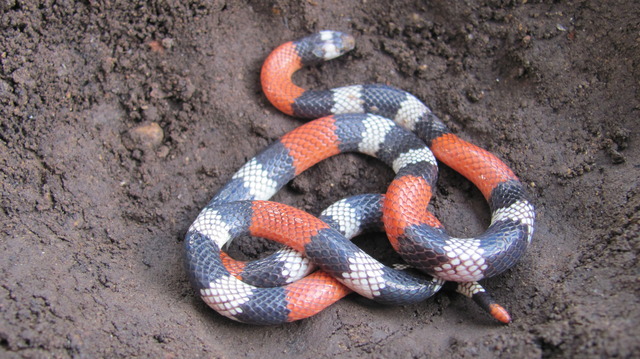 Desarrollo de estrategias de conservación para los Anura