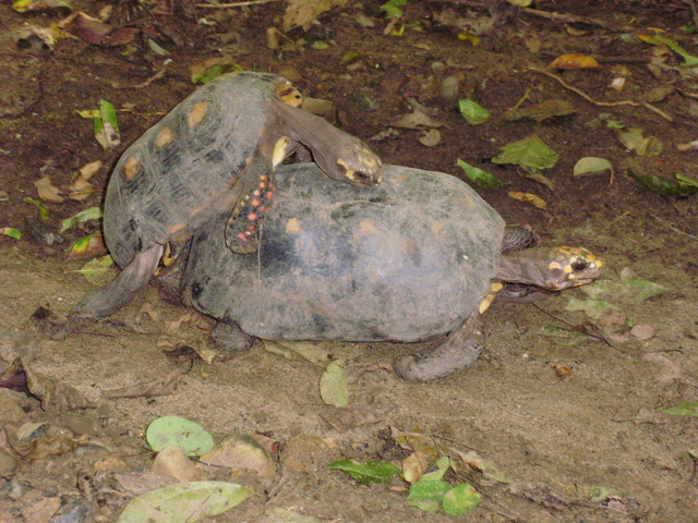 Formulación y ejecución del Programa de Conservación del MORROCOY