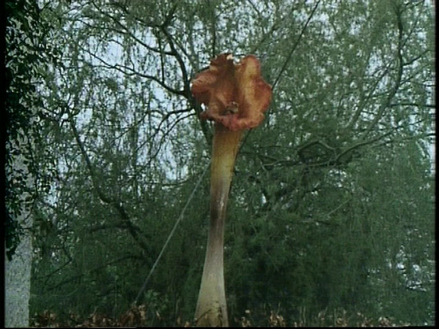 Triffids!