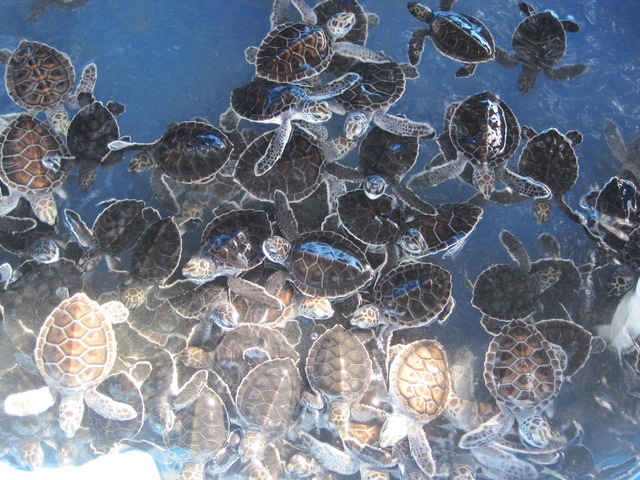 Programa de conservación de especies amenazadas: Tortugas marinas